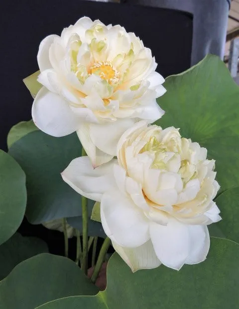 Golden Horse In Jade Palace Lotus <br> Excellent bloomer!