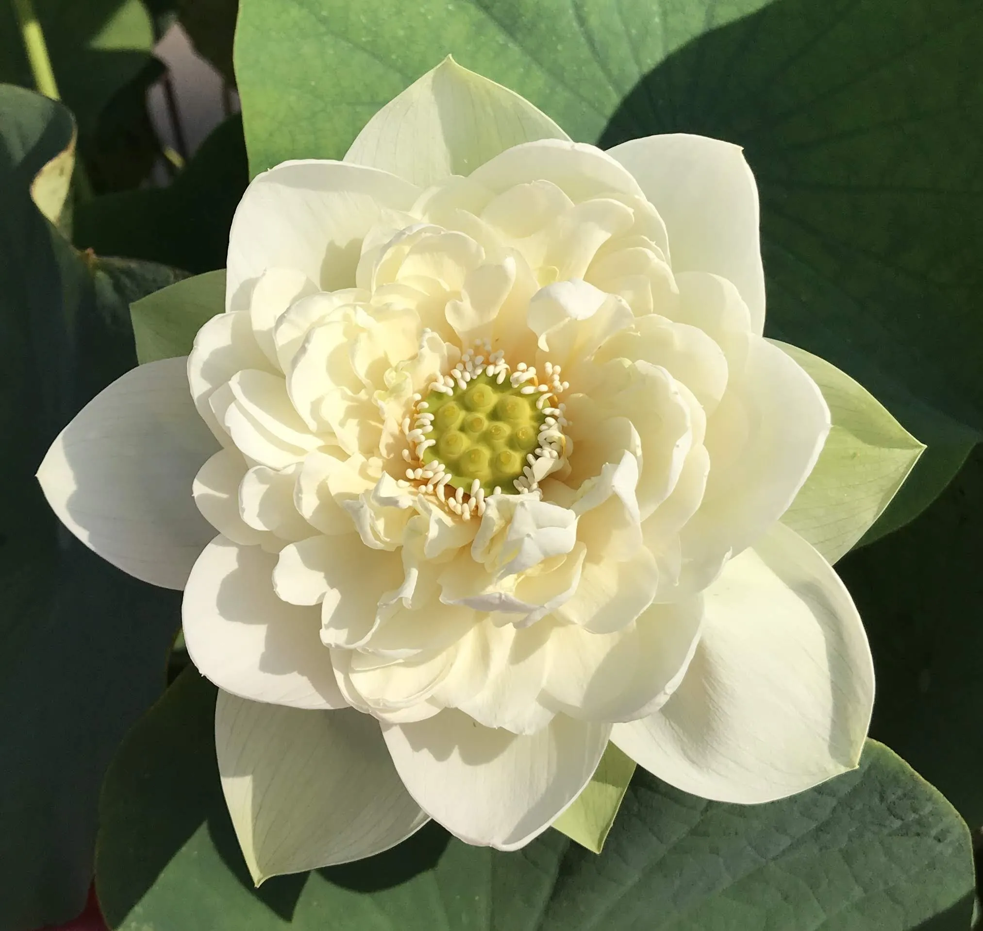 Golden Horse In Jade Palace Lotus <br> Excellent bloomer!