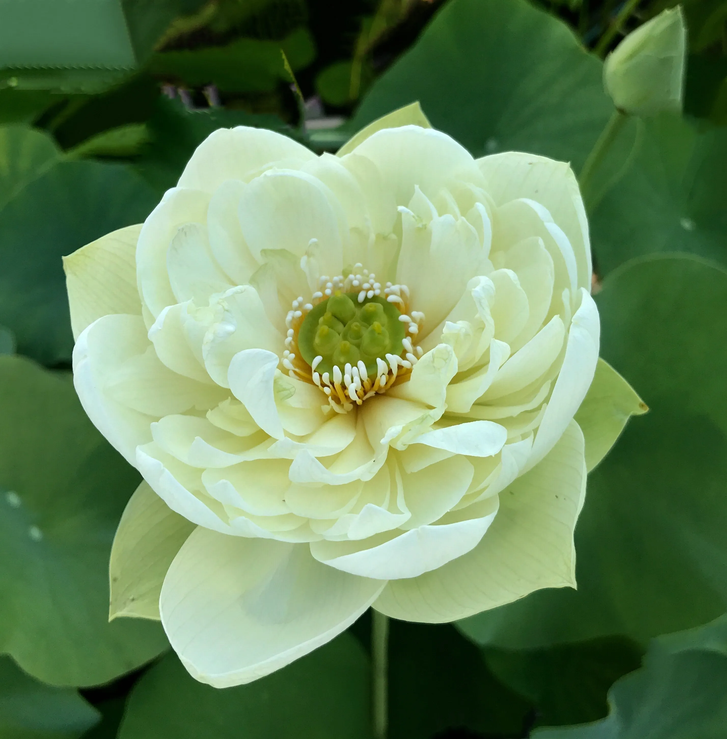Golden Horse In Jade Palace Lotus <br> Excellent bloomer!