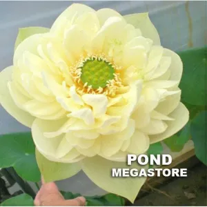 Golden Horse In Jade Palace Lotus <br> Excellent bloomer!